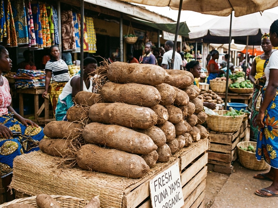 Yam Tubers (Pona)